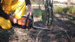 Best Stump Grinding and Removal  in USA